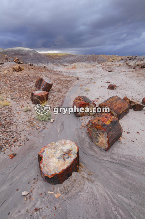 Petrified logs - gryphea.org